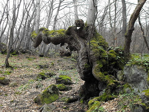 Tree Dragon back  Big trees,Bulgaria,Forest,Geotagged