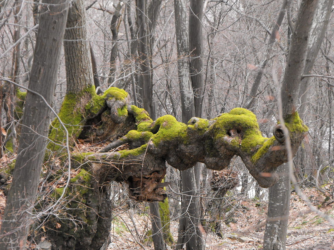 Tree Dragon head  Big trees,Bulgaria,Forest,Geotagged