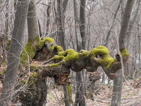 Tree Dragon head  Big trees,Bulgaria,Forest,Geotagged