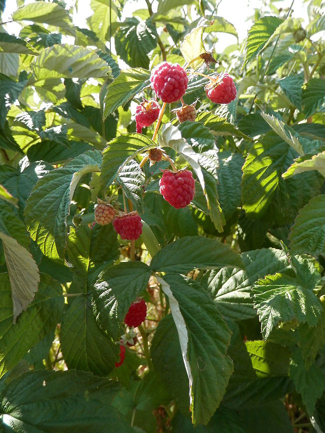 Red Raspberries  Bulgaria,Geotagged,Red Raspberry,Rubus idaeus