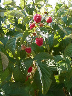 Red Raspberries  Bulgaria,Geotagged,Red Raspberry,Rubus idaeus
