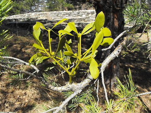Common Mistletoe Common Mistletoe growing on a pine tree. Bulgaria,Common Mistletoe,Geotagged,Viscum album