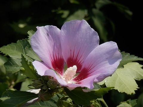 Hibiscus syriacus  Bulgaria,Geotagged,Hibiscus syriacus,Rose of Sharon