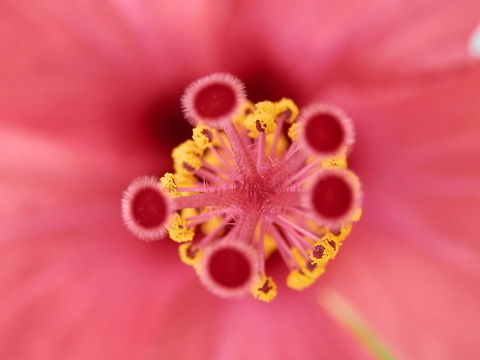 Hibiscus rosa-sinensis  Bulgaria,Chinese hibiscus,Geotagged,Hibiscus rosa-sinensis,macro,pollen