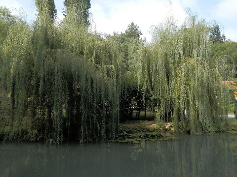 Weeping willow  Bulgaria,Geotagged,Salix babylonica,Weeping willow