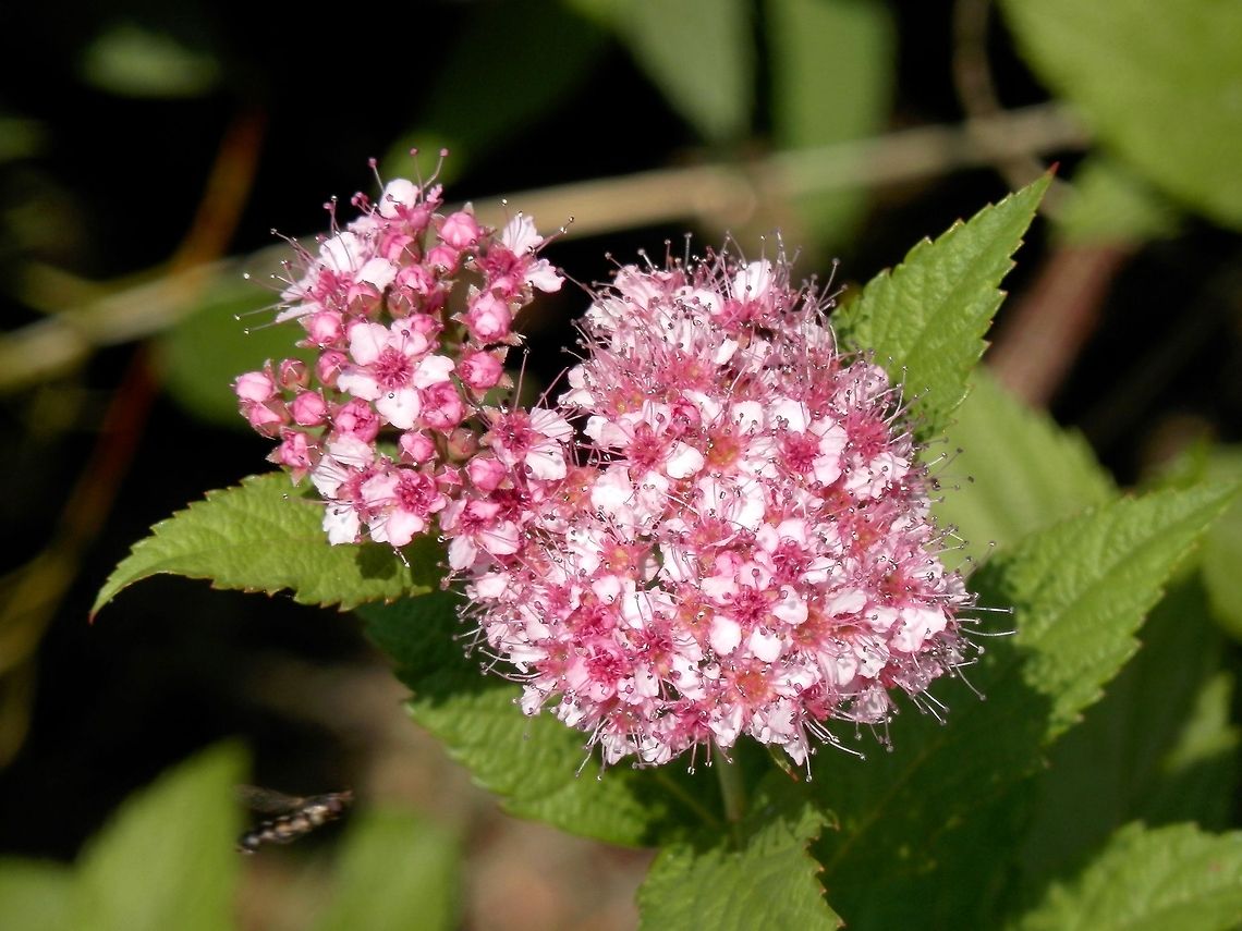 Spiraea japonica  Bulgaria,Geotagged,Japanese spiraea,Spiraea japonica
