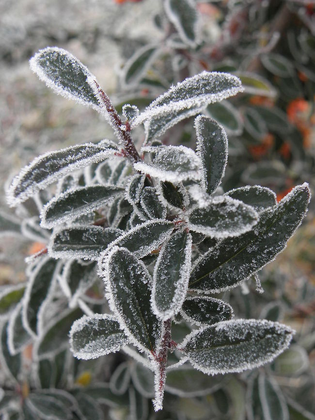 Frosty Firethorn  Bulgaria,Geotagged,Pyracantha coccinea