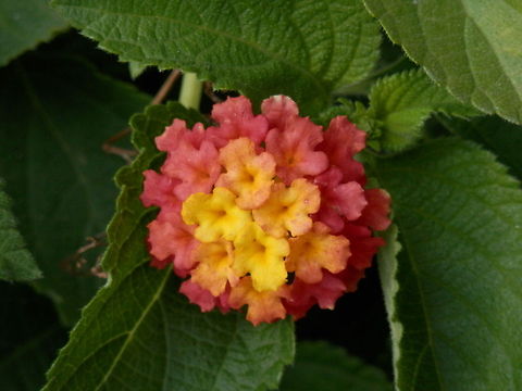 Lantana camara  Bulgaria,Geotagged,Lantana camara,Spanish Flag