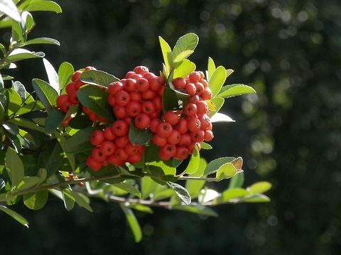 Firethorn  Bulgaria,Geotagged,Pyracantha coccinea