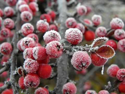 Frosted berries  Bulgaria,Cotoneaster horizontalis,Geotagged