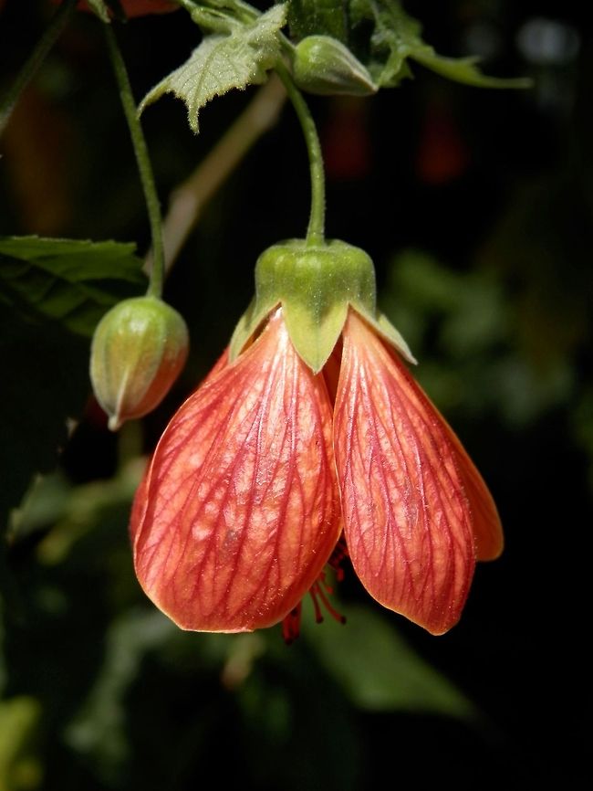 Chinese Bellflower  Abutilon pictum,Bulgaria,Geotagged