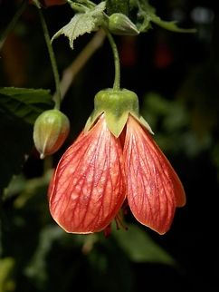 Chinese Bellflower  Abutilon pictum,Bulgaria,Geotagged