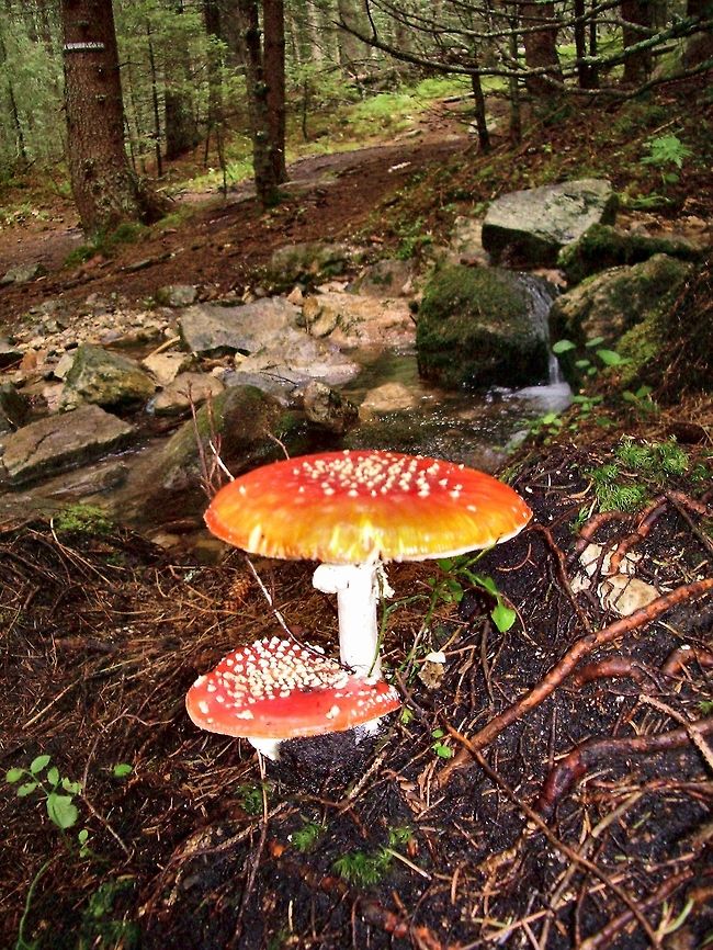 Fly Agaric  Amanita muscaria,Bulgaria,Fly agaric,Geotagged