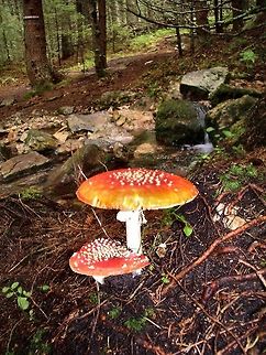 Fly Agaric  Amanita muscaria,Bulgaria,Fly agaric,Geotagged