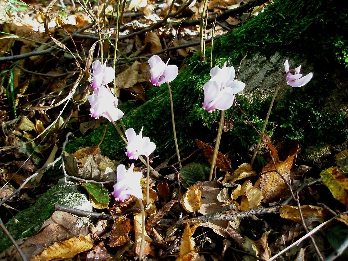 Cyclamen hederifolium  Bulgaria,Cyclamen hederifolium,Geotagged
