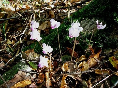 Cyclamen hederifolium  Bulgaria,Cyclamen hederifolium,Geotagged