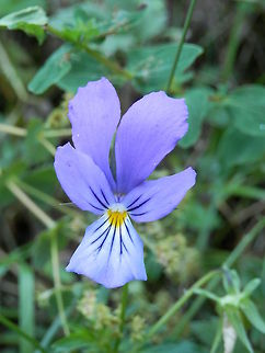 Heartsease  Bulgaria,Geotagged,Heartsease,Viola tricolor