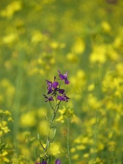 Eastern Larkspur (Consolida orientalis) This Larkspur was growing in the middle of a rapeseed (Brassica napus) field. Bulgaria,Consolida orientalis,Eastern Larkspur,Geotagged