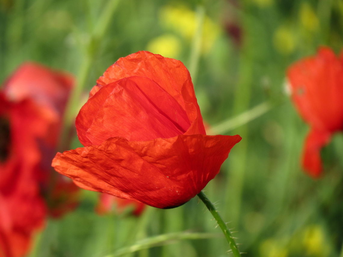 Field poppy  Bulgaria,Geotagged,Papaver rhoeas