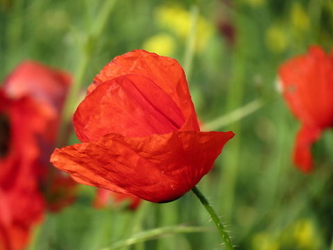 Field poppy  Bulgaria,Geotagged,Papaver rhoeas