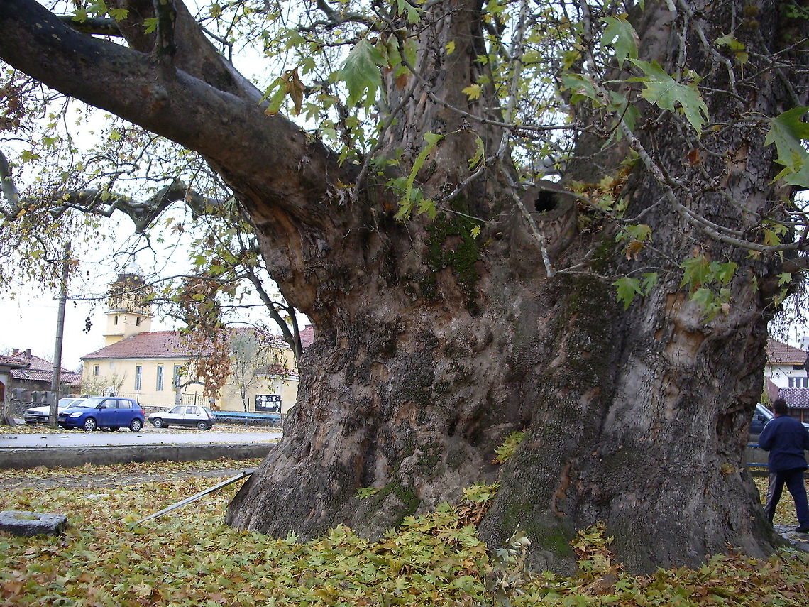 Platanus orientalis This plane is over 600 years old, 24 m high and the diameter of the trunk is 10,46 m. It is the winner in the Bulgarian Tree of the Year (it is actually called Tree with roots) contest in 2010 and second in the European Tree of the Year contest. Bulgaria,Geotagged,Oriental Plane,Platanus orientalis,big trees