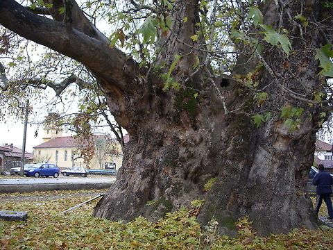 Platanus orientalis This plane is over 600 years old, 24 m high and the diameter of the trunk is 10,46 m. It is the winner in the Bulgarian Tree of the Year (it is actually called Tree with roots) contest in 2010 and second in the European Tree of the Year contest. Bulgaria,Geotagged,Oriental Plane,Platanus orientalis,big trees
