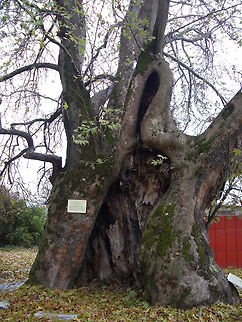 Platanus orientalis This plane is over 600 years old, 24 m high and the diameter of the trunk is 10,46 m. It is the winner in the Bulgarian Tree of the Year (it is actually called Tree with roots) contest in 2010 and second in the European Tree of the Year contest. Bulgaria,Geotagged,Oriental Plane,Platanus orientalis,big trees
