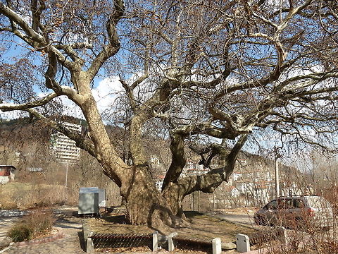 Platanus orientalis This plane is almost 300 years old, 25 m high and the diameter of the trunk is about 7 m. Bulgaria,Geotagged,Oriental Plane,Platanus orientalis,big trees
