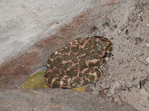 Green Toad  Bufo viridis,Bulgaria,European green toad,Geotagged,Pseudepidalea viridis