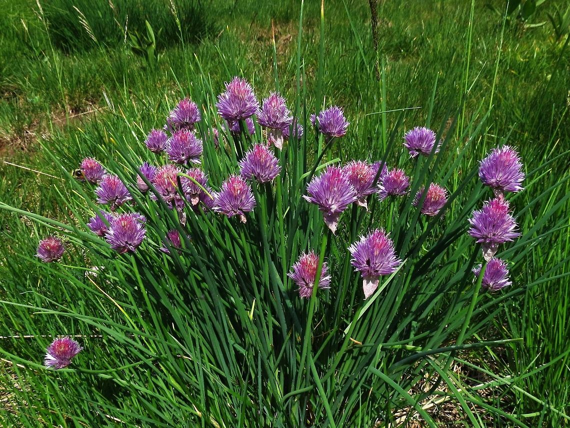 Chives  Allium schoenoprasum,Bulgaria,Chives,Geotagged