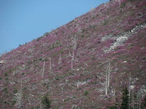 Fireweed This is why they call it fireweed. Bulgaria,Chamaenerion angustifolium,Chamerion angustifolium,Geotagged,Rosebay Willowherb or Fireweed,Rosebay willowherb or fireweed