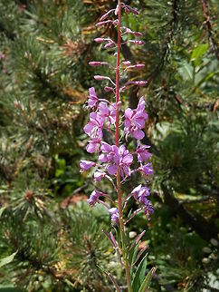 Fireweed  Bulgaria,Chamaenerion angustifolium,Chamerion angustifolium,Geotagged,Rosebay Willowherb or Fireweed,Rosebay willowherb or fireweed