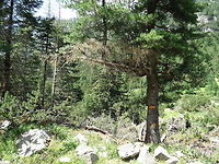 Devastated forest The jokes of nature... this is probably the result of an avalanche. Bulgaria,Geotagged,forest
