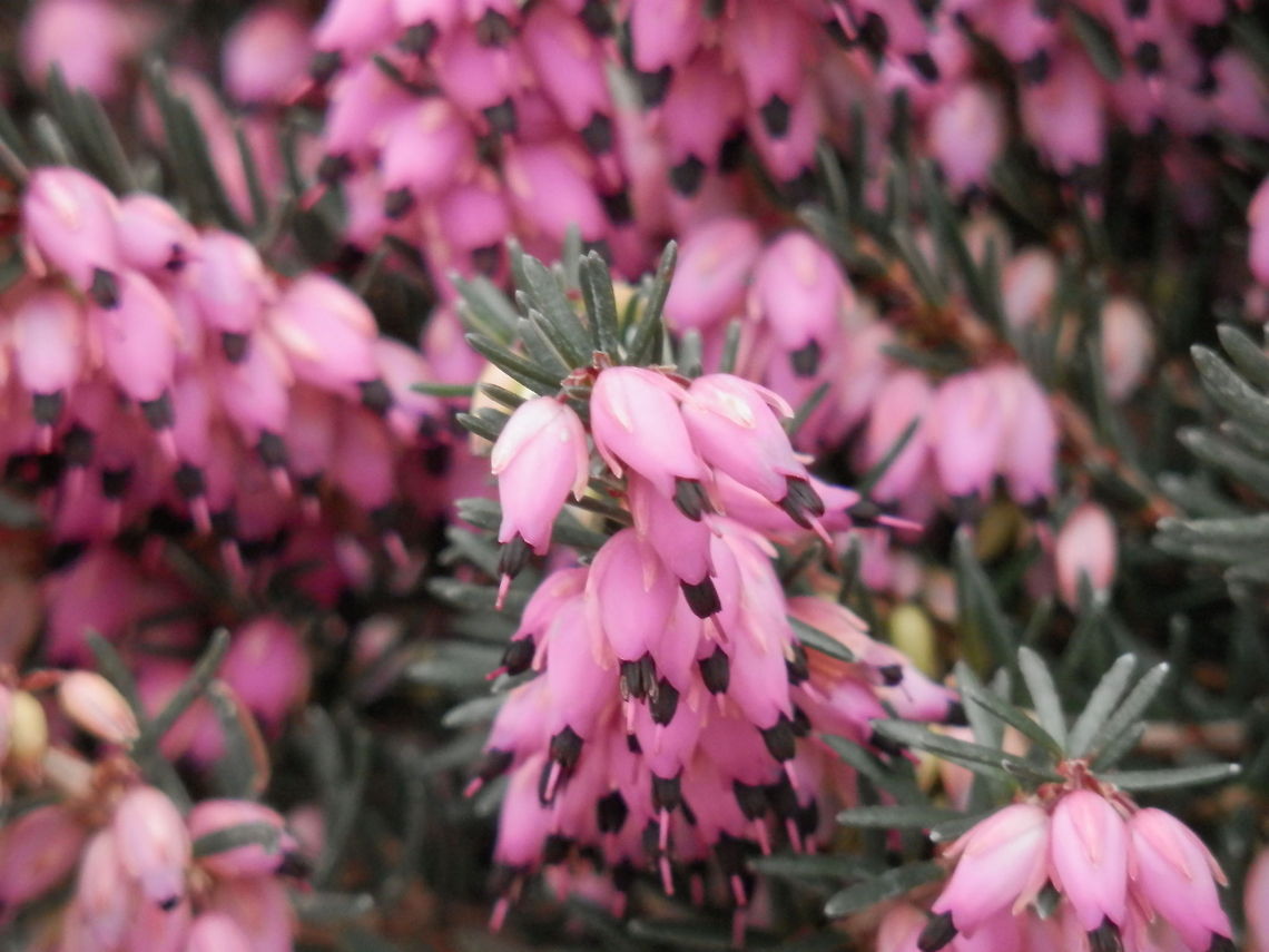 Winter heath Season&#039;s Greetings! Bulgaria,Erica carnea,Geotagged