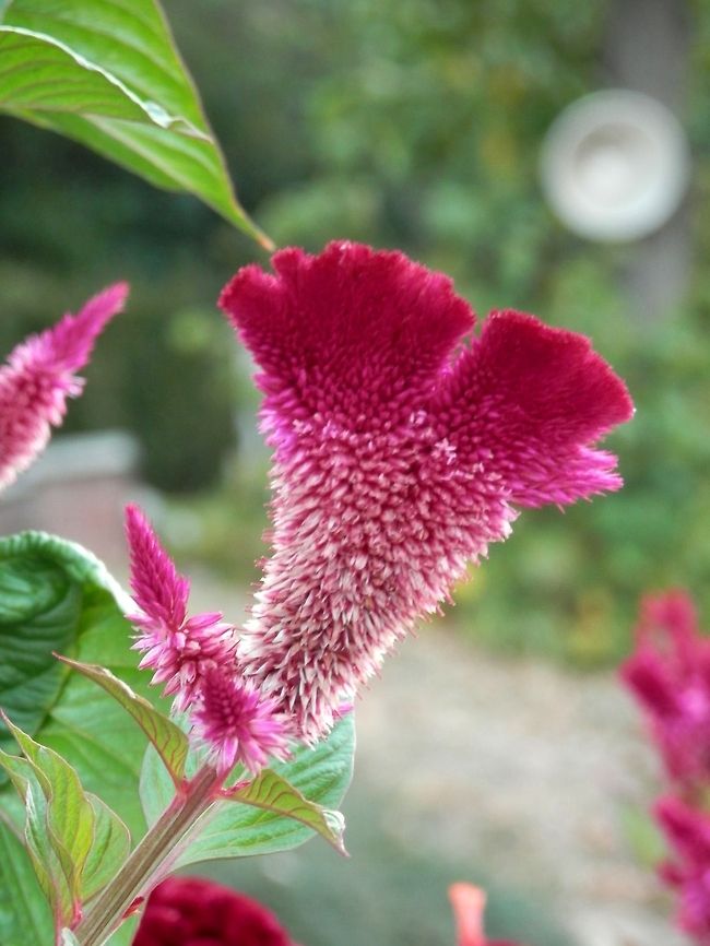 Cockscomb - Celosia argentea var. cristata  Bulgaria,Celosia argentea,Geotagged