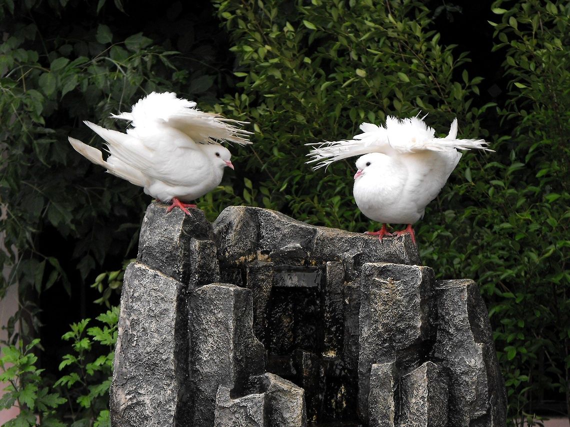 White Homing pigeon  Bulgaria,Columba livia domestica,Domestic Rock Pigeon,Geotagged