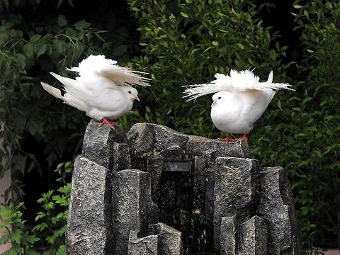 White Homing pigeon  Bulgaria,Columba livia domestica,Domestic Rock Pigeon,Geotagged