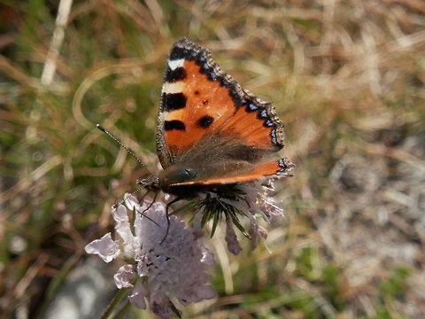 Aglais urticae  Aglais urticae,Bulgaria,Geotagged,Small Tortoiseshell