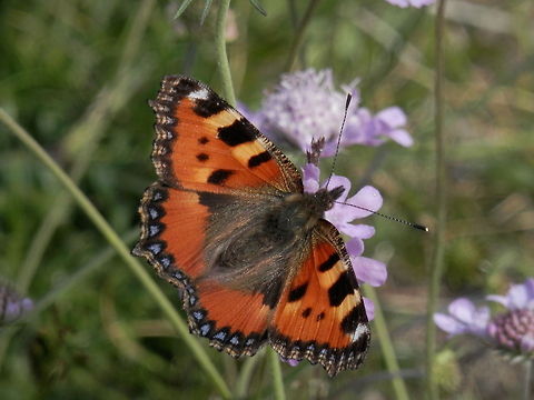 Aglais urticae  Aglais urticae,Bulgaria,Geotagged,Small Tortoiseshell