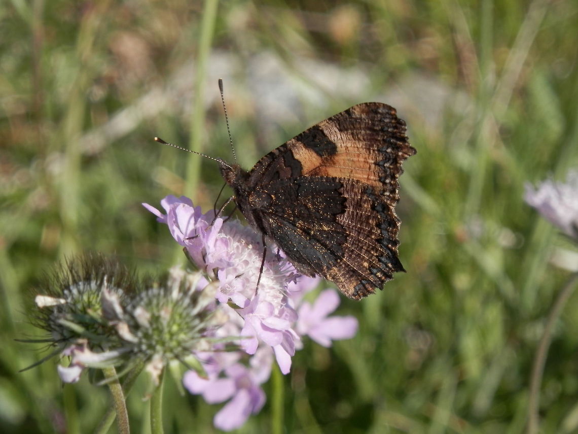 Aglais urticae sideview  Aglais urticae,Bulgaria,Geotagged,Small Tortoiseshell