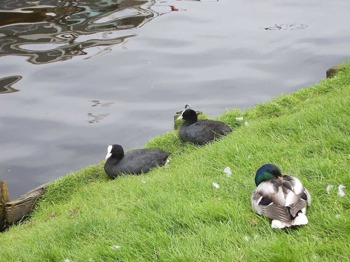 Siesta Time Eurasian coots and a male mallard duck. Eurasian Coot,Fulica atra,Geotagged,The Netherlands,mallard