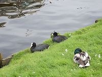 Siesta Time Eurasian coots and a male mallard duck. Eurasian Coot,Fulica atra,Geotagged,The Netherlands,mallard