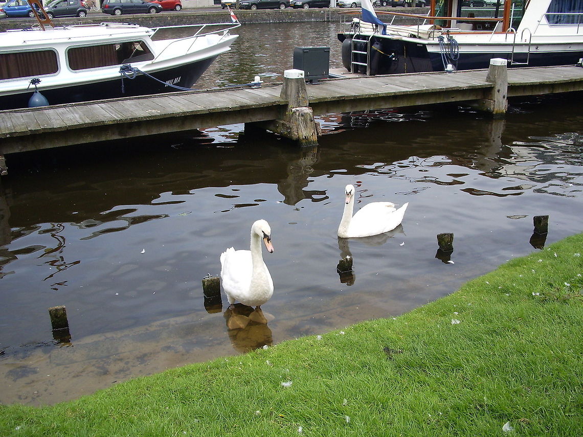 Swan canal  Cygnus olor,Geotagged,Mute Swan,The Netherlands