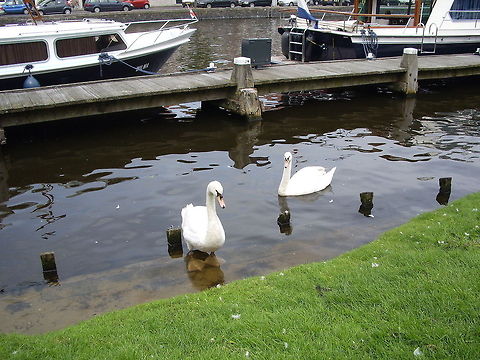 Swan canal  Cygnus olor,Geotagged,Mute Swan,The Netherlands