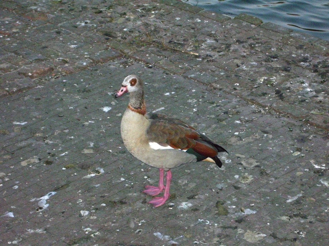 Egyptian Goose  Alopochen aegyptiacus,Egyptian Goose,Geotagged,The Netherlands