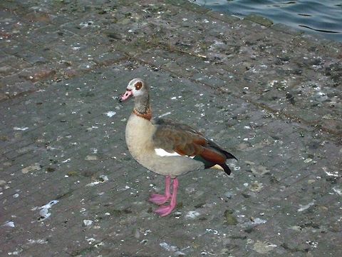 Egyptian Goose  Alopochen aegyptiacus,Egyptian Goose,Geotagged,The Netherlands