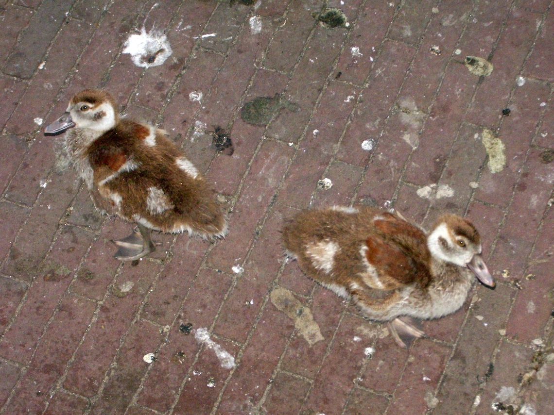 Egyptian goslings  Alopochen aegyptiacus,Egyptian Goose,Geotagged,The Netherlands