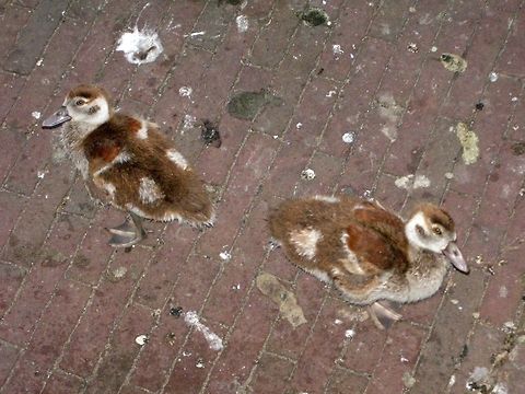 Egyptian goslings  Alopochen aegyptiacus,Egyptian Goose,Geotagged,The Netherlands