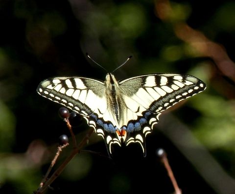 Old World Swallowtail  Bulgaria,Geotagged,Old World swallowtail,Papilio machaon
