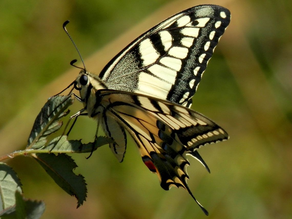 Old World Swallowtail sideview  Bulgaria,Geotagged,Old World swallowtail,Papilio machaon